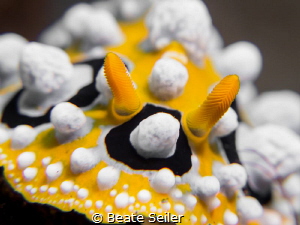Nudi by Beate Seiler 